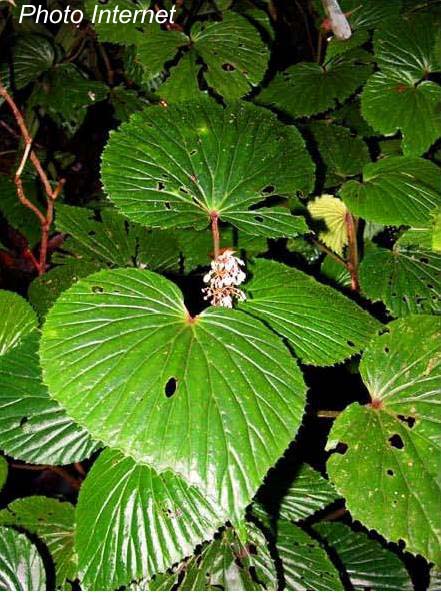 B. inostegia